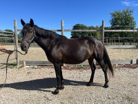 Vente de cheval : Dona